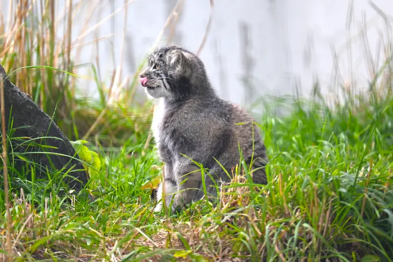 A photograph of Saga in Korkeasaari Zoo