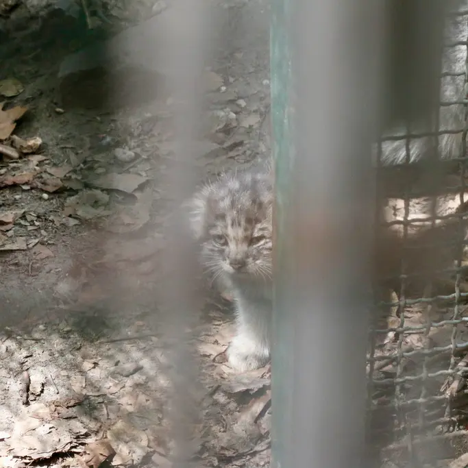 A photograph of Kitten of Lucy b. 2026 Ⅰ in Budapest Zoo & Botanical Garden
