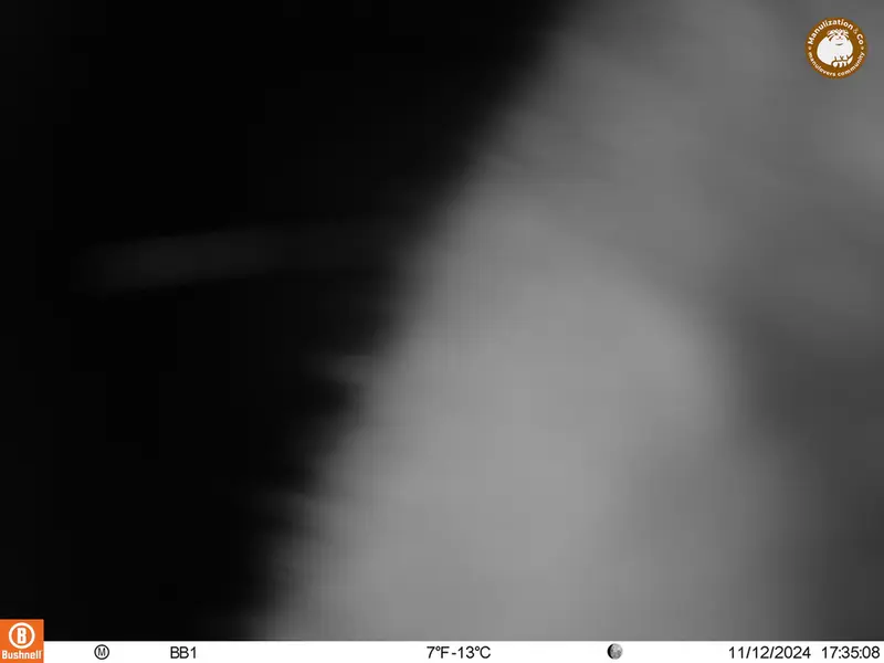 A photograph of Beech marten from Aktas-Kunkora camera trap