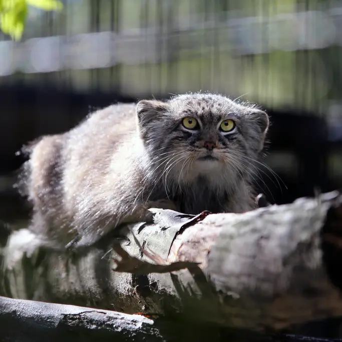 A photograph of Tsas in Kraków Zoo