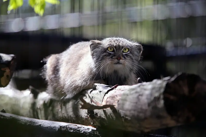 A photograph of Tsas in Kraków Zoo