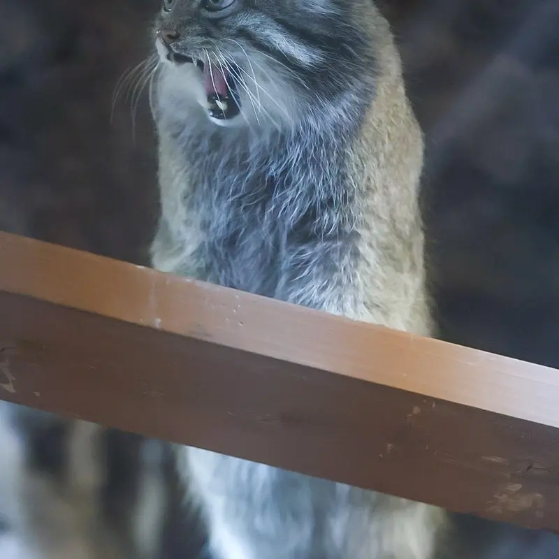 A photograph of Klyon in Ueno Zoological Gardens