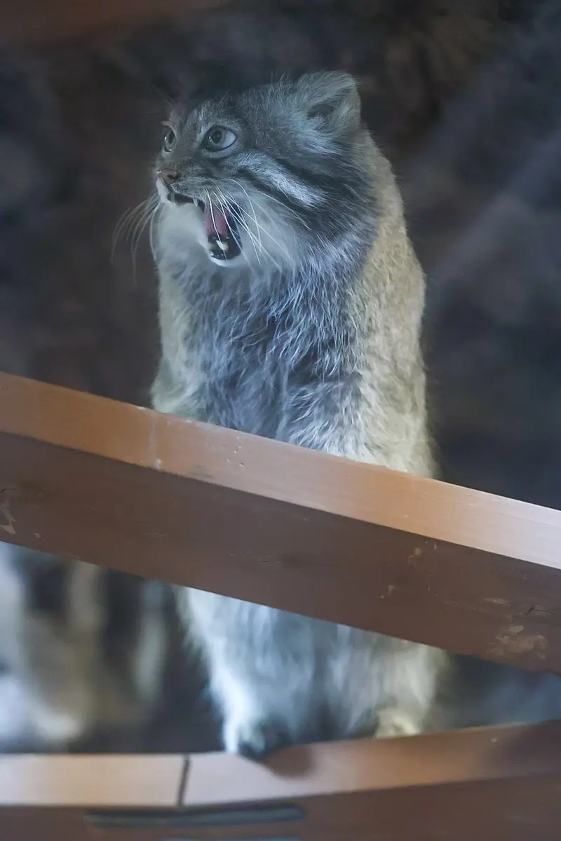 A photograph of Klyon in Ueno Zoological Gardens