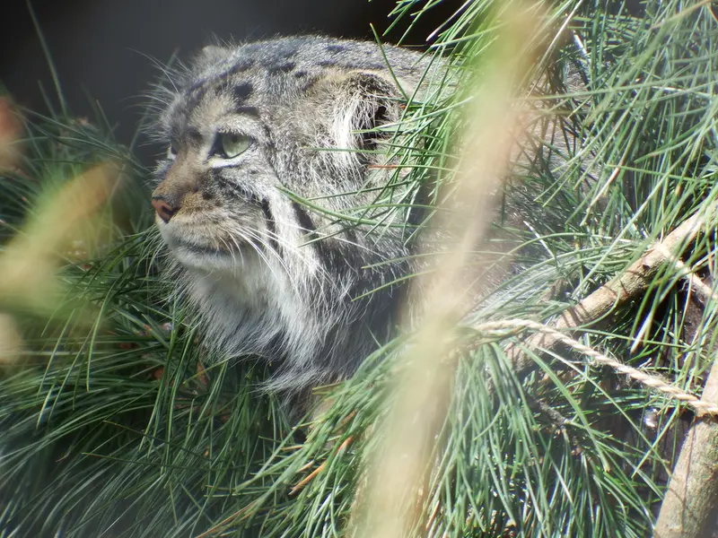 A photograph of Boris in Royev Ruchey