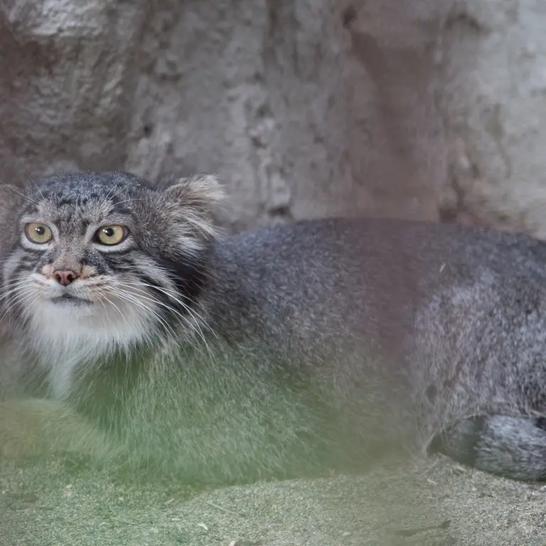 A photograph of Figa in Nogeyama Zoo