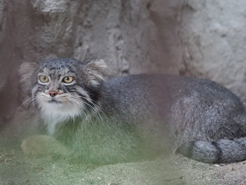 A photograph of Figa in Nogeyama Zoo