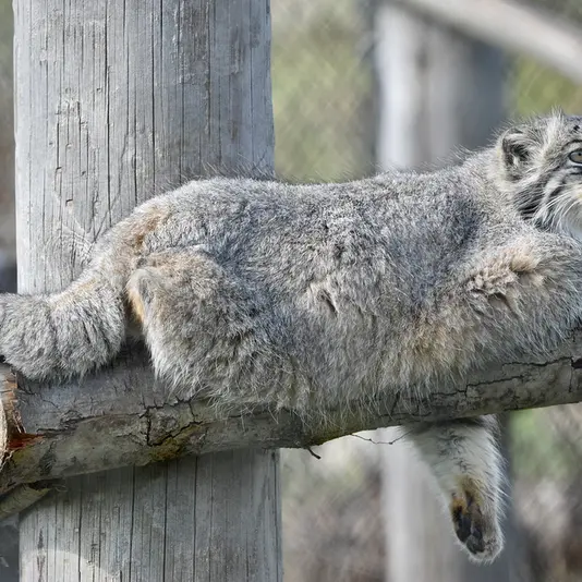A photograph of Atlan in Port Lympne Wild Animal Park