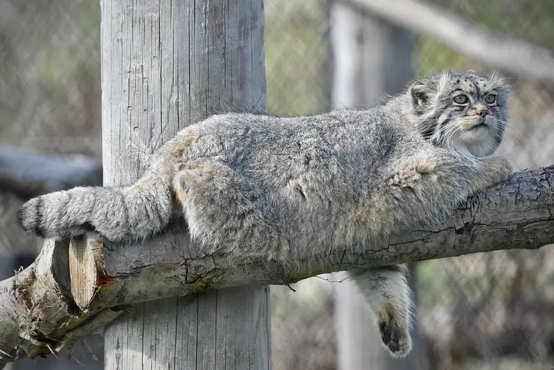A photograph of Atlan in Port Lympne Wild Animal Park