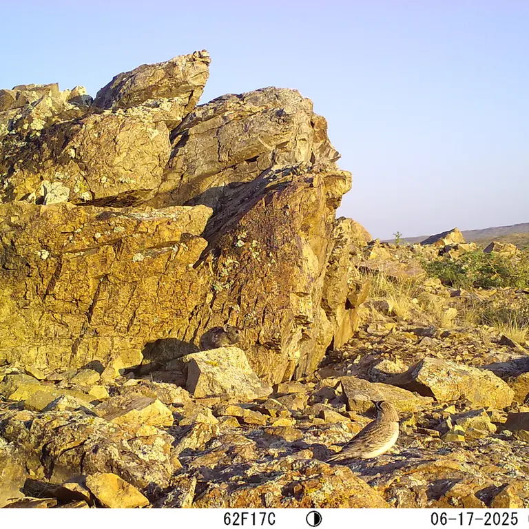 A photograph of Kazakh pika from Karashoky [new] camera trap