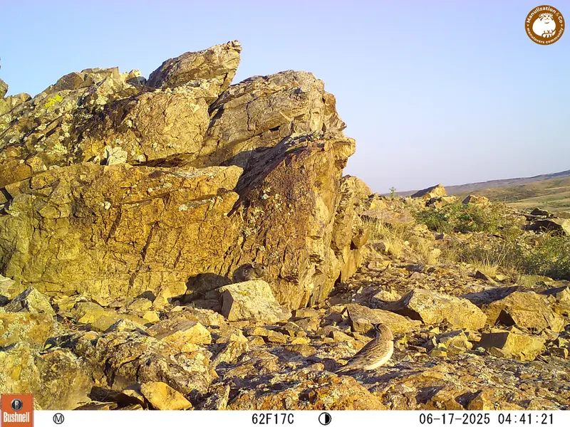 A photograph of Kazakh pika from Karashoky [new] camera trap