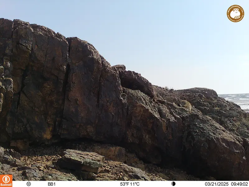 A photograph of Otocolobus manul manul from Aktas-Kunkora camera trap