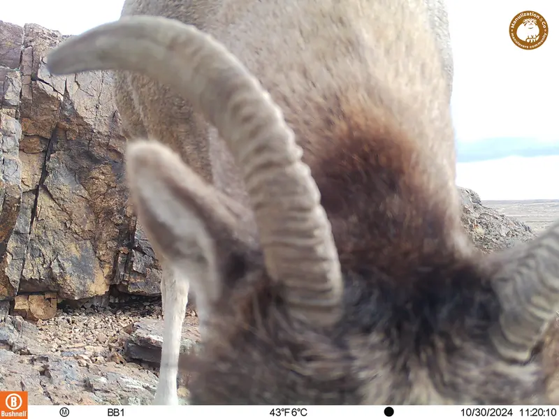 A photograph of Argali from Aktas-Kunkora camera trap