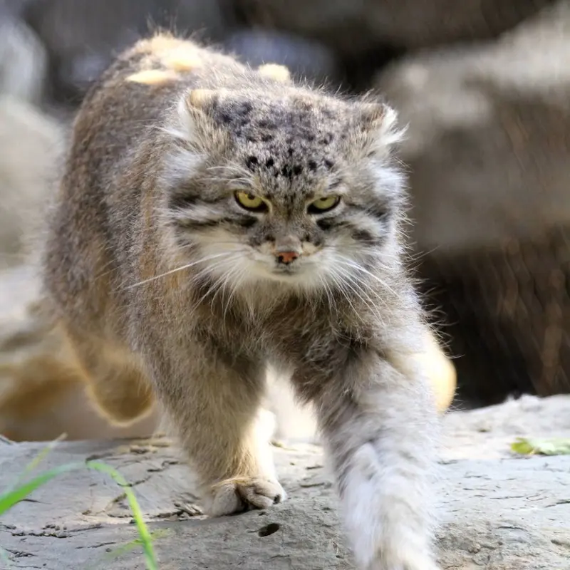 A photograph of Olaf in Calgary Zoo / Wilder Institute