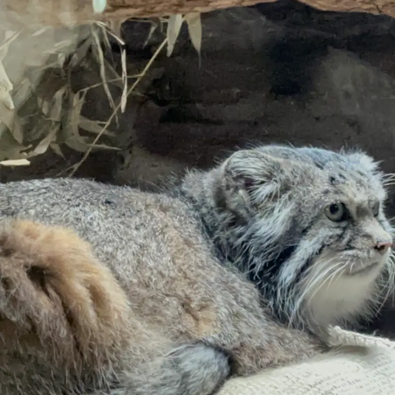 A photograph of a Pallas's cat