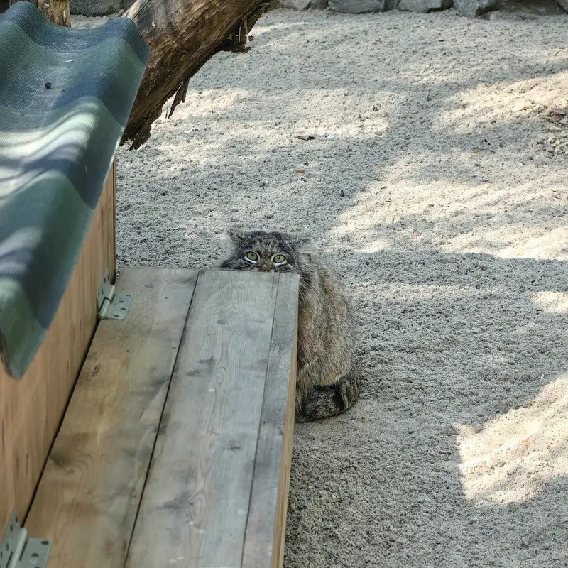 A photograph of Bandit in Novosibirsk Zoo