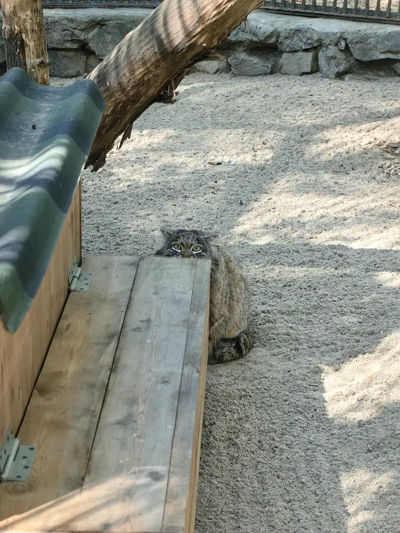 A photograph of Bandit in Novosibirsk Zoo
