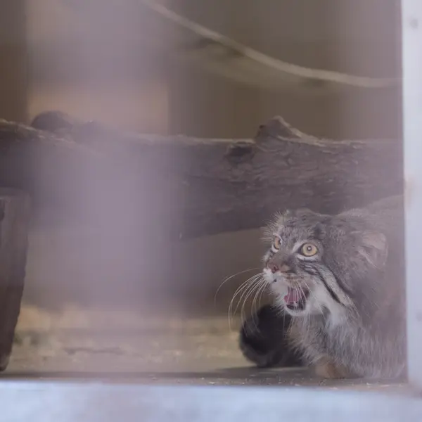 A photograph of Figa in Nogeyama Zoo