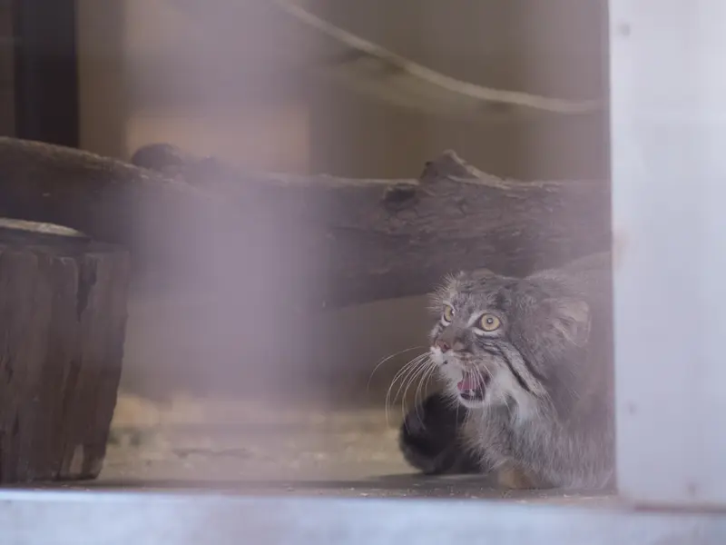 A photograph of Figa in Nogeyama Zoo