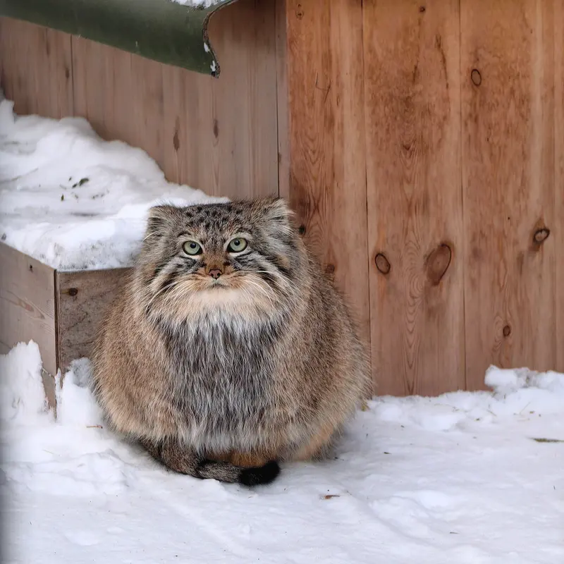 A photograph of Daughter of Lolo 2024 Ⅳ in Novosibirsk Zoo