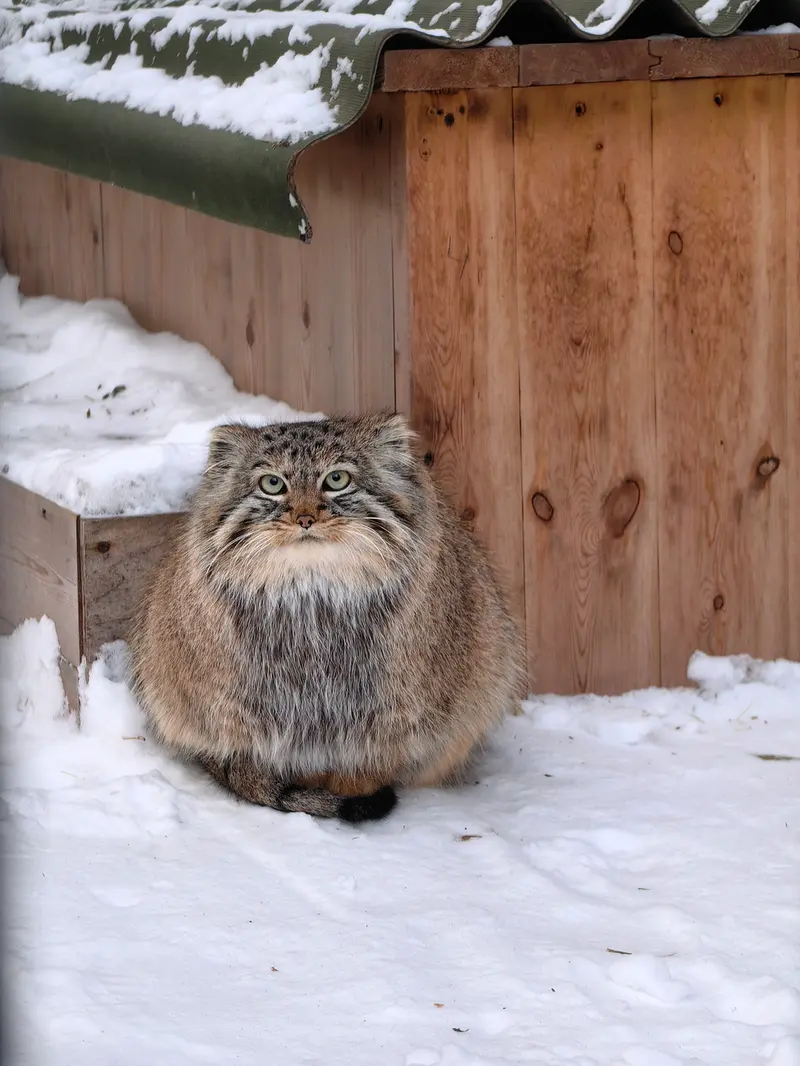 A photograph of Daughter of Lolo 2024 Ⅳ in Novosibirsk Zoo