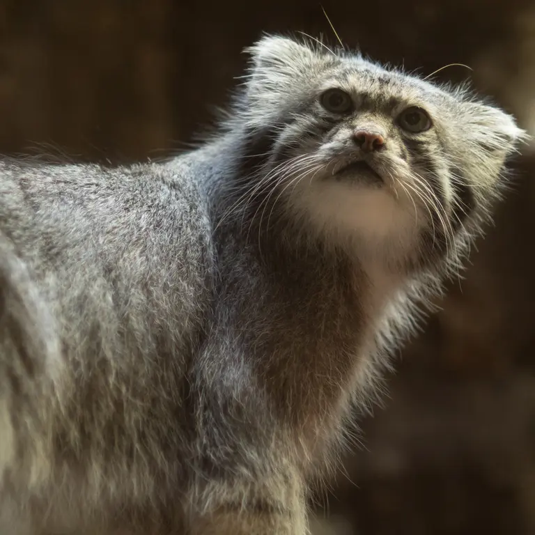A photograph of Klyon in Ueno Zoological Gardens