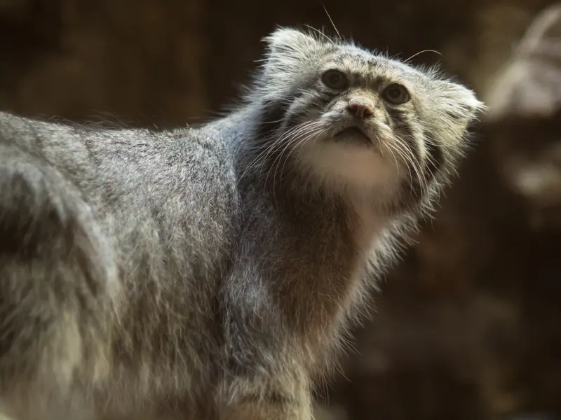 A photograph of Klyon in Ueno Zoological Gardens