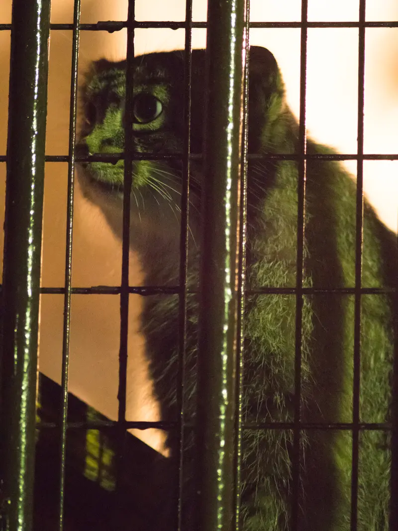 A photograph of Figa in Nogeyama Zoo