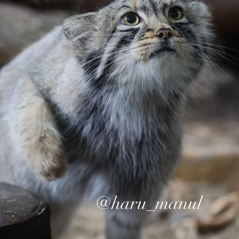 A photograph of Nagomu in Nasu Animal Kingdom