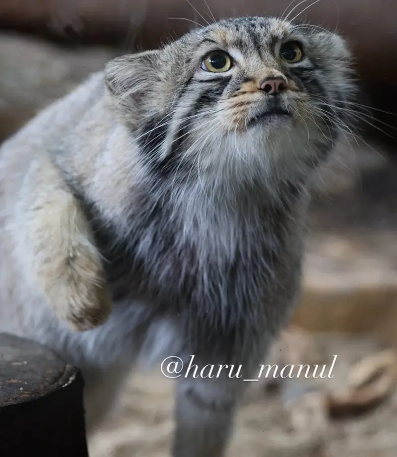 A photograph of Nagomu in Nasu Animal Kingdom