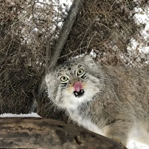 A photograph of Bo in Cheyenne Mountain Zoo