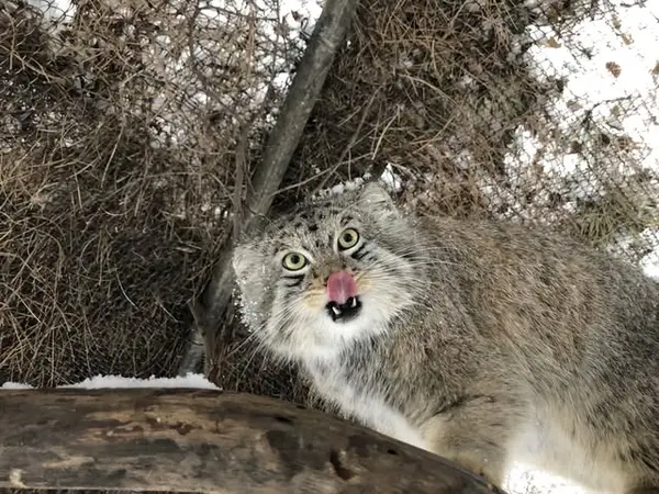 A photograph of Bo in Cheyenne Mountain Zoo