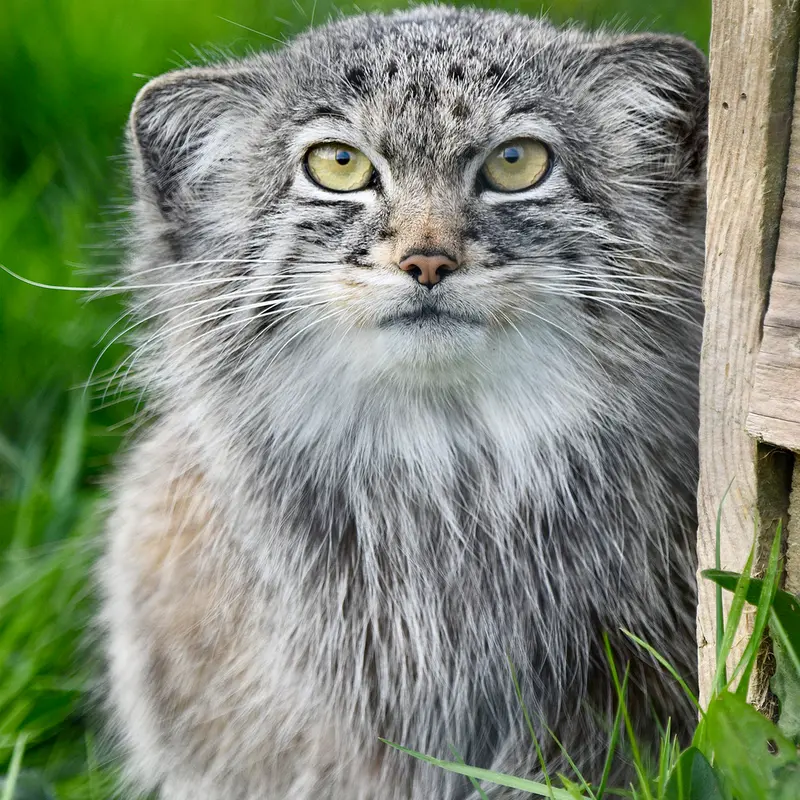 A photograph of Kharaa in Port Lympne Wild Animal Park