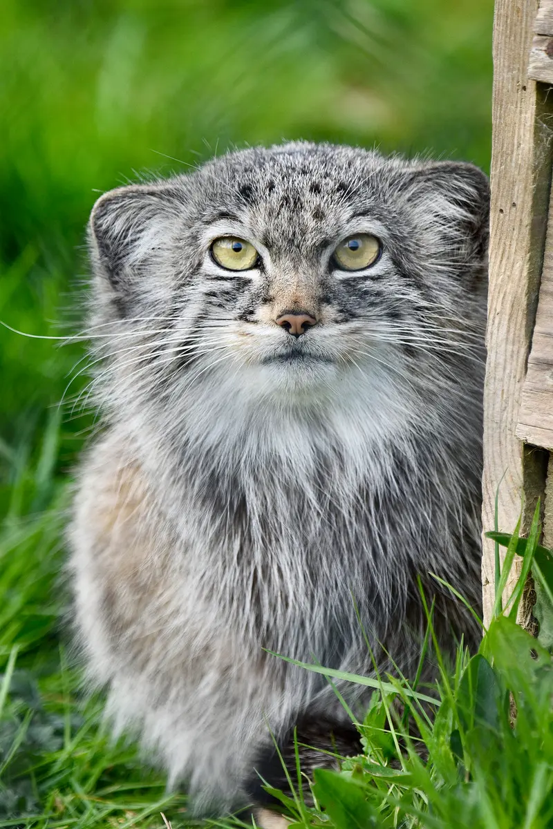 A photograph of Kharaa in Port Lympne Wild Animal Park