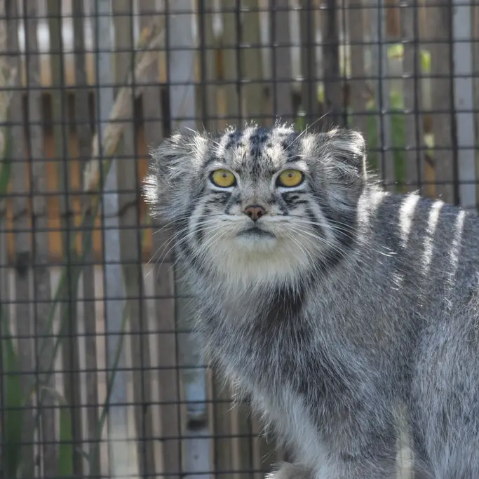 A photograph of Bat-Erdene in The Lakeland Wildlife Oasis