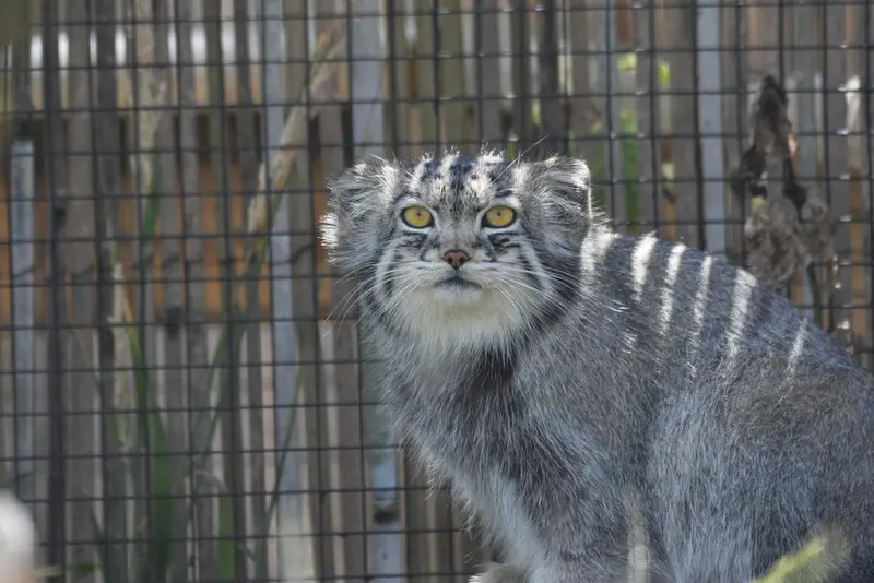 A photograph of Bat-Erdene in The Lakeland Wildlife Oasis