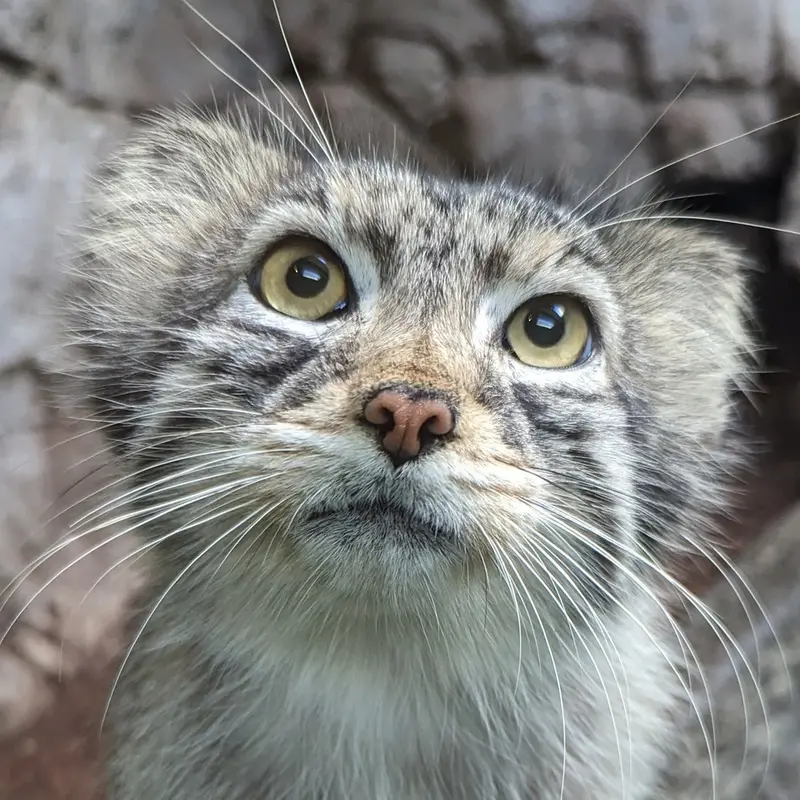 Perseus the Pallas's cat from Birmingham Zoo