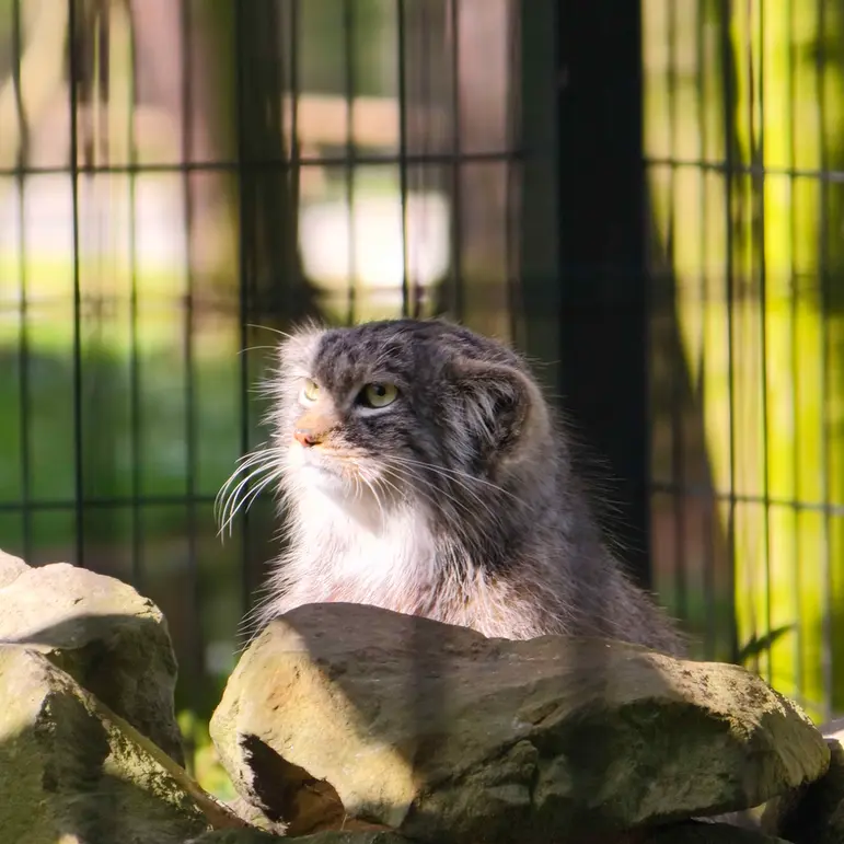 A photograph of Tsas in Kraków Zoo