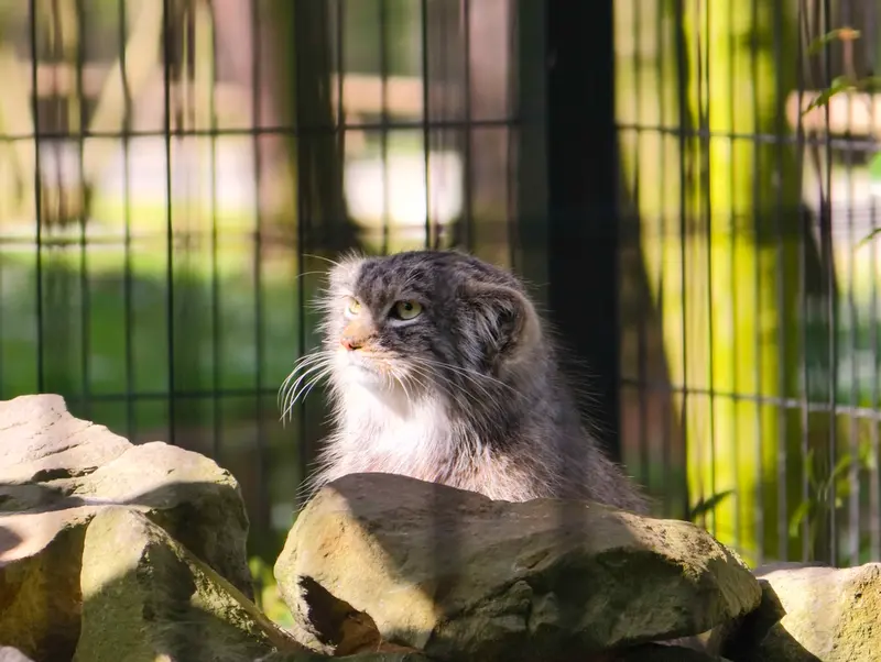 A photograph of Tsas in Kraków Zoo