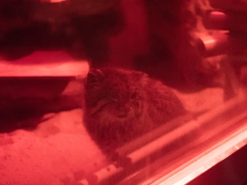 A photograph of Naim in Ueno Zoological Gardens