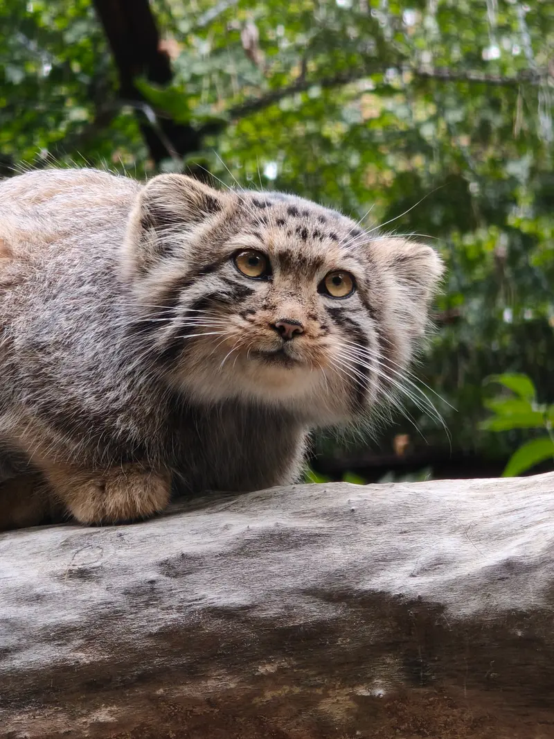 A photograph of a Pallas's cat in Novosibirsk Zoo