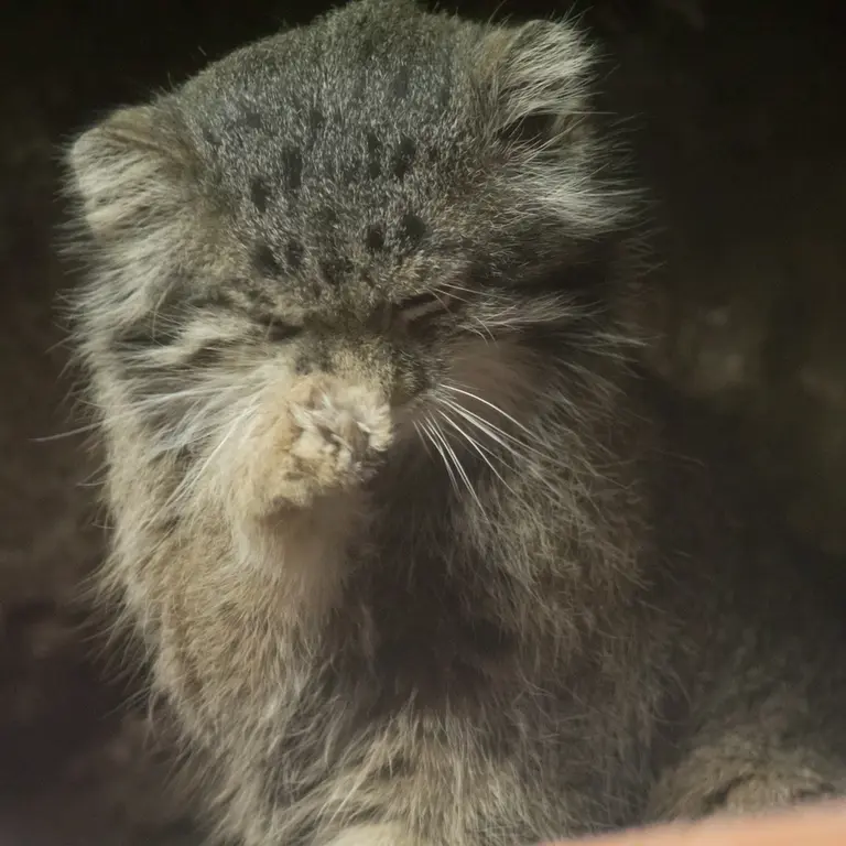 A photograph of Klyon in Ueno Zoological Gardens