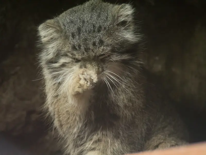 A photograph of Klyon in Ueno Zoological Gardens