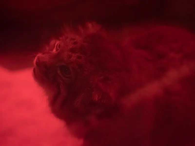 A photograph of Naim in Ueno Zoological Gardens