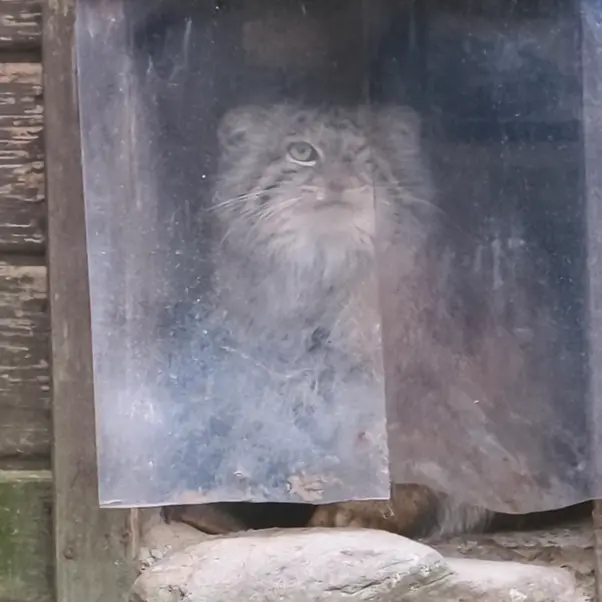A photograph of Bozenka in Poznan New Zoo