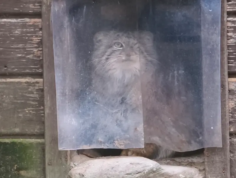 A photograph of Bozenka in Poznan New Zoo