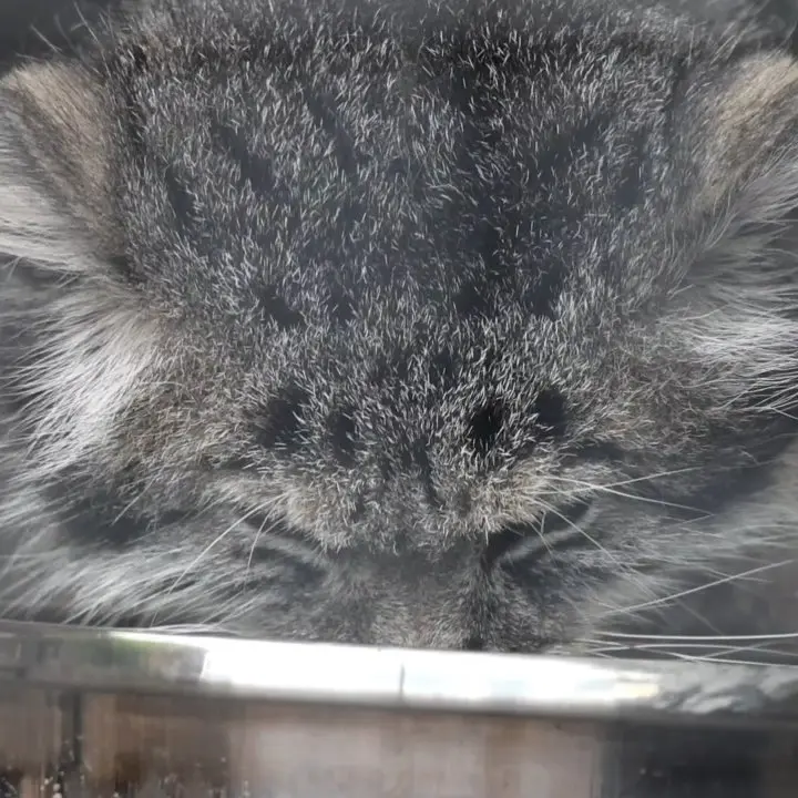 A photograph of a Pallas's cat in Leningrad zoo