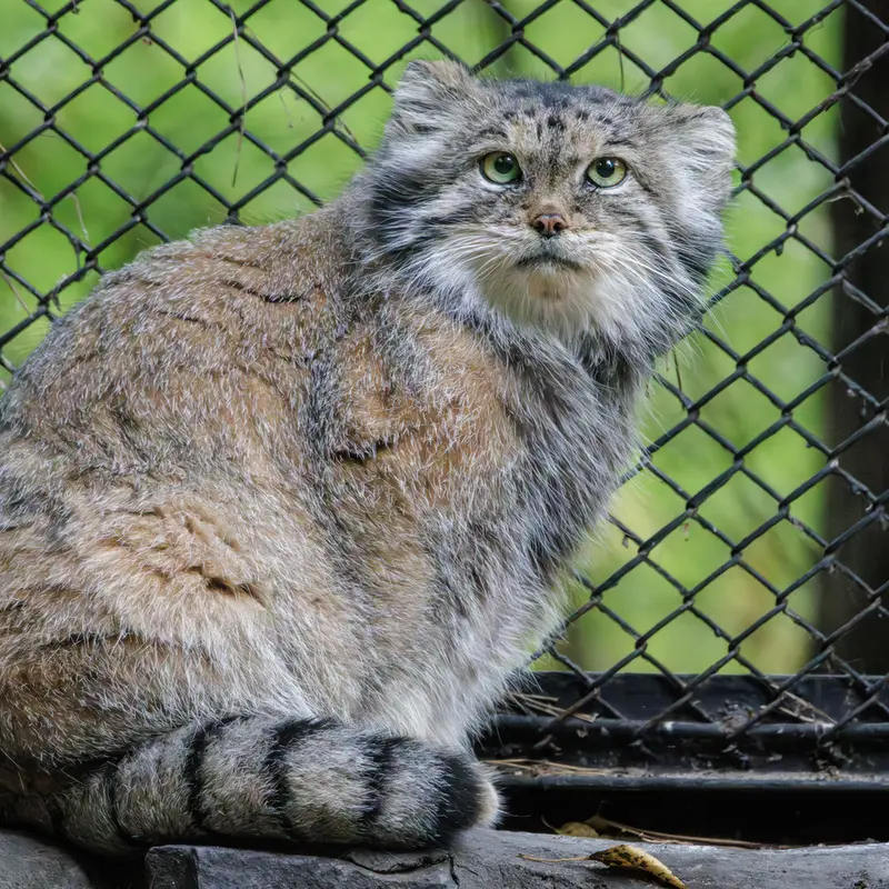 A photograph of Lastochka in Novosibirsk Zoo