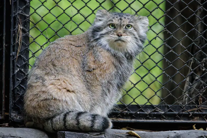 A photograph of Lastochka in Novosibirsk Zoo