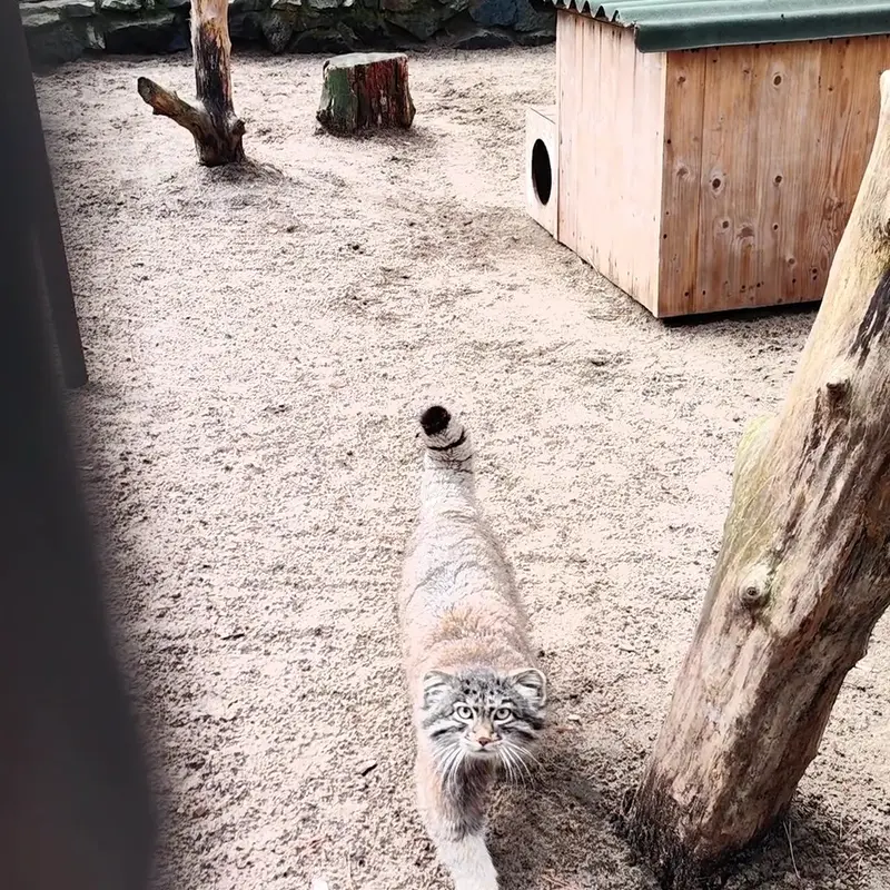 A photograph of a Pallas's cat in Novosibirsk Zoo