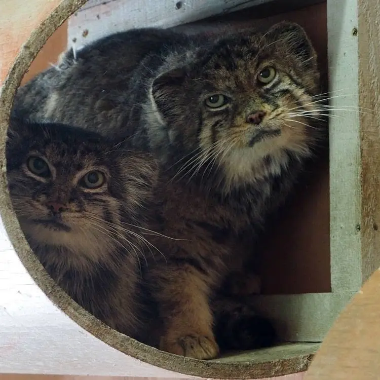 A photograph of Sebastian and Marie in Saitama Children's Zoo